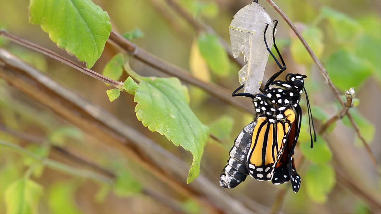 lapso de tiempo de una mariposa monarca danaus plexippus unida a su crisálida a los pocos minutos de emerger en oak view california