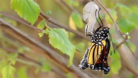 Zeitraffer-Eines-Monarchfalters-Danaus-Plexippus,-Der-Innerhalb-Von-Minuten-Nach-Dem-Auftauchen-In-Eichenansicht-Kalifornien-An-Seiner-Puppe-Befestigt-Ist