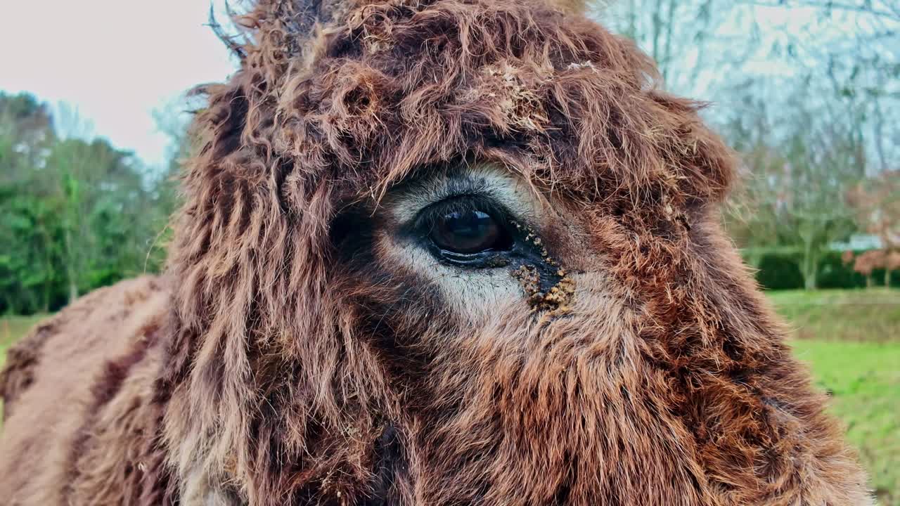 Primo piano dell'occhio di un asino mentre l'animale gira delicatamente la testa all'aperto.