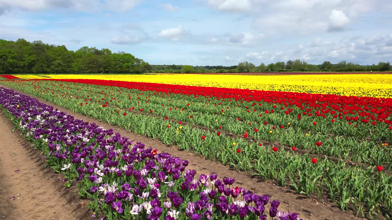 vista aérea baja de una gran granja de tulipanes que muestra tulipanes multicolores en plena floración