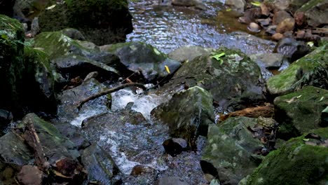 a shallow stream flows over moss-covered rocks in a forested area, captured with natural lighting and a steady, static camera angle