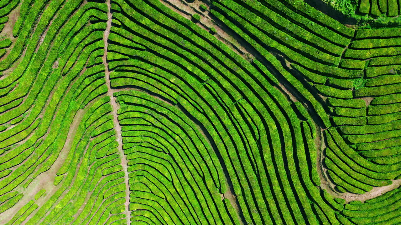 Incredibile vista drone di colline con piantagioni di tè. Paesaggio naturale estivo meditativo ripreso dall'alto.