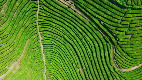 increíbles líneas de té colinas vista de avión no tripulado. meditativo verano naturaleza paisaje aéreo.