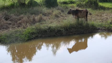 Kühe-Oder-Stier-In-Thailand