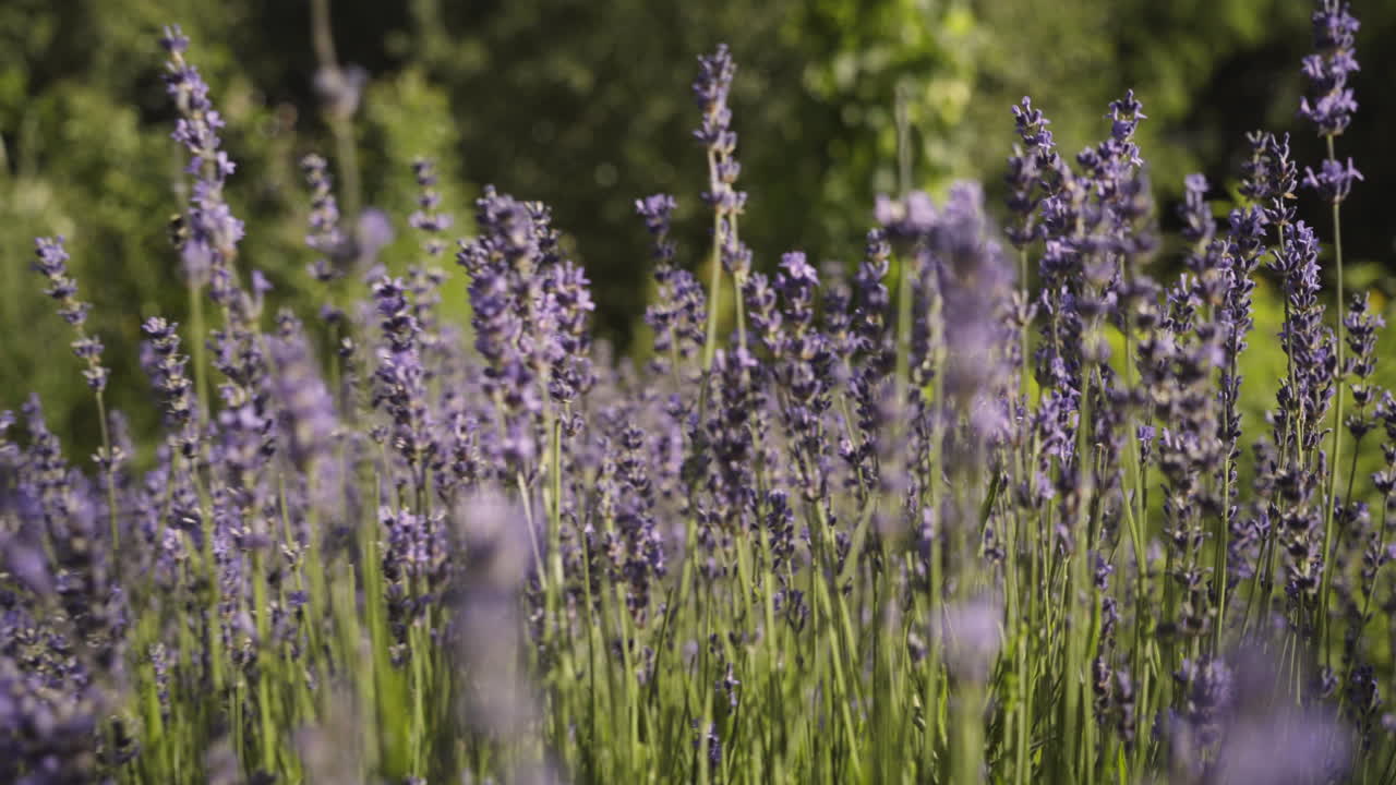 A dive through the beautiful lavender flowers in the city
park of Rosenheim with a lot of bees and insects on the
flowers