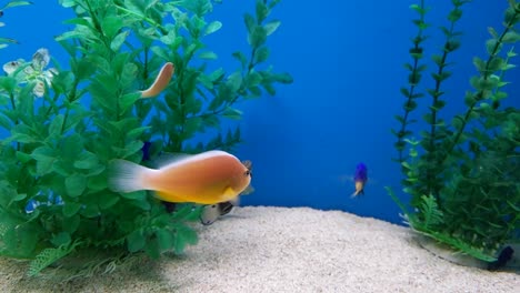 Closeup-of-various-colorful-tropical-fish-swimming