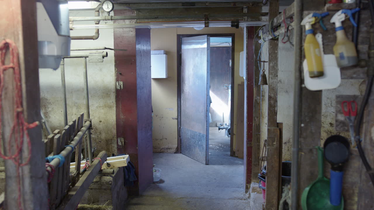 HANDHELD - The farmer leaves the milking parlour with the bucket of milk