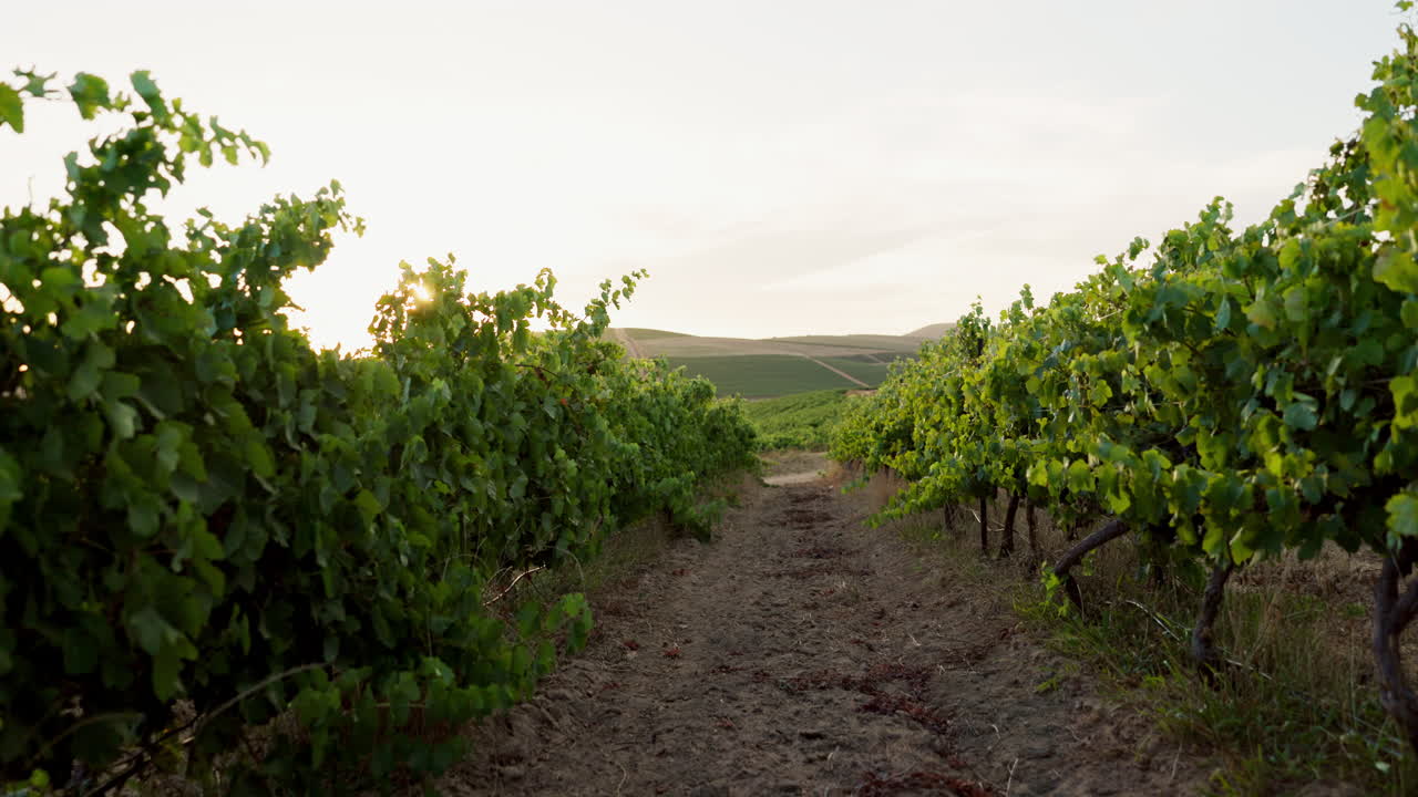 paisaje de puesta de sol en el viñedo