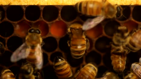 Bienen-Fressen-Pollen-In-Einem-Bienenstock