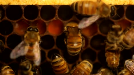 abejas comiendo polen dentro de una colmena