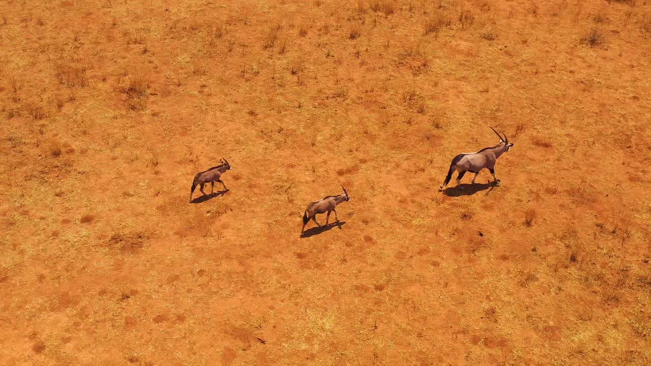 antena sobre madre oryx y antílopes bebé caminando por las llanuras de áfrica cerca de erindi namibia