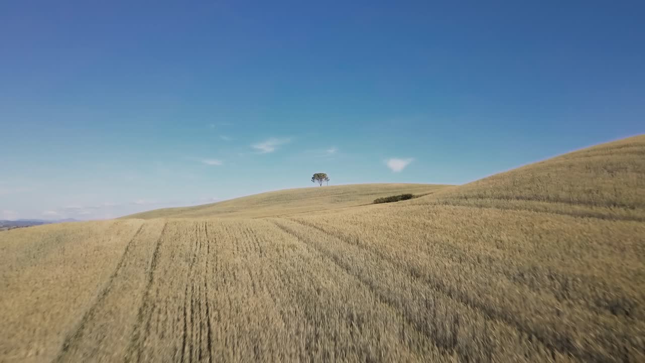 zoom de drones en un árbol toscano solitario entre campos de maíz dorado