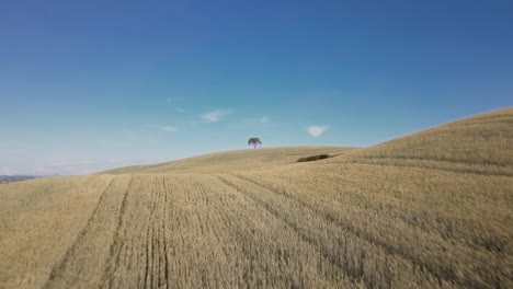 drone zoom in on lonely tuscany tree among golden corn fields