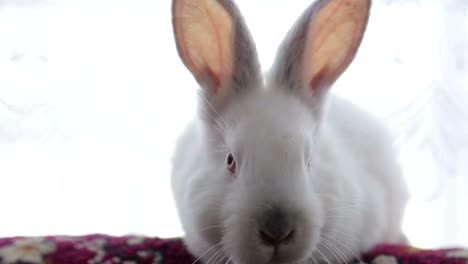 pretty white fluffy bunny isolated on white background