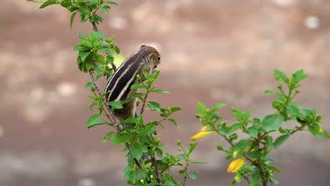 Close-up-shot-Indian-palm-squirrel-hanging-on-tree-branches-eating,-Blurry-background