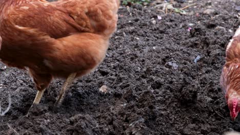 Pollos-En-Busca-De-Lombrices-De-Tierra-Para-Comer-En-El-Suelo-Húmedo-Y-Fresco