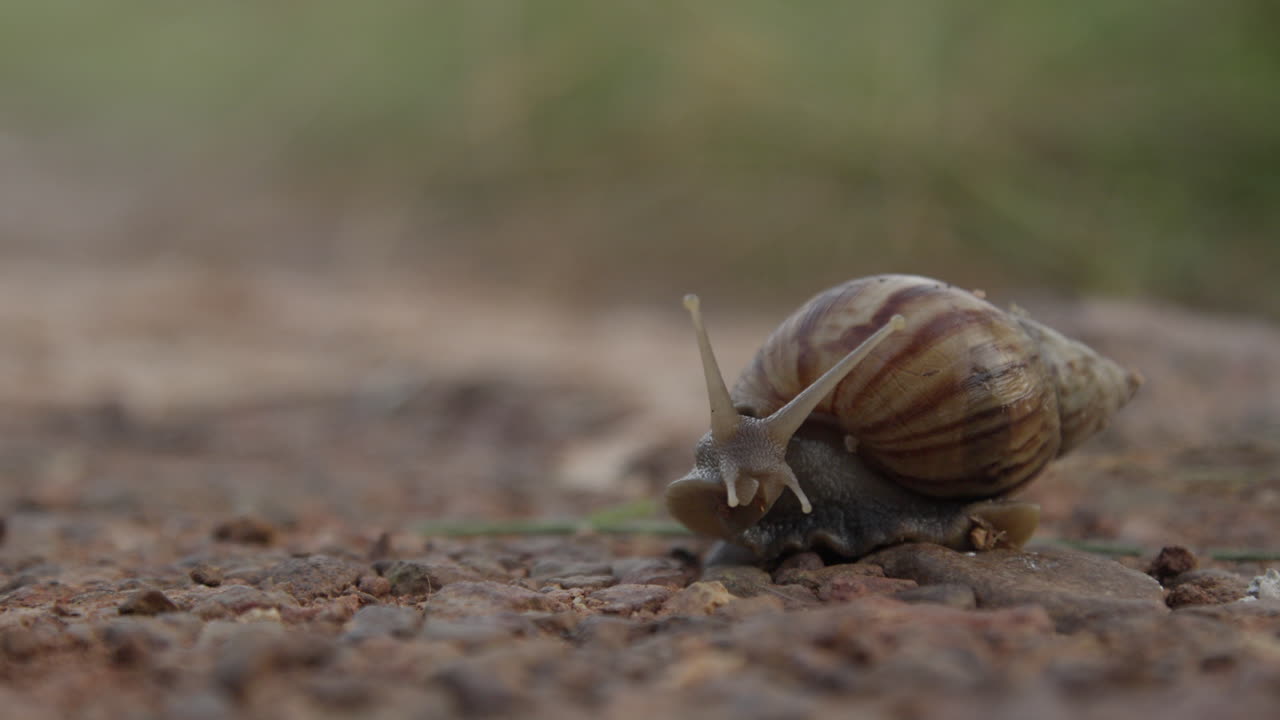 Close-up macro shot of a single live Gonggong sea snail (Laevistrombus canarium) moving slowly across soft dirt and debris in a natural, tropical environment. Focuses on wildlife and ecology