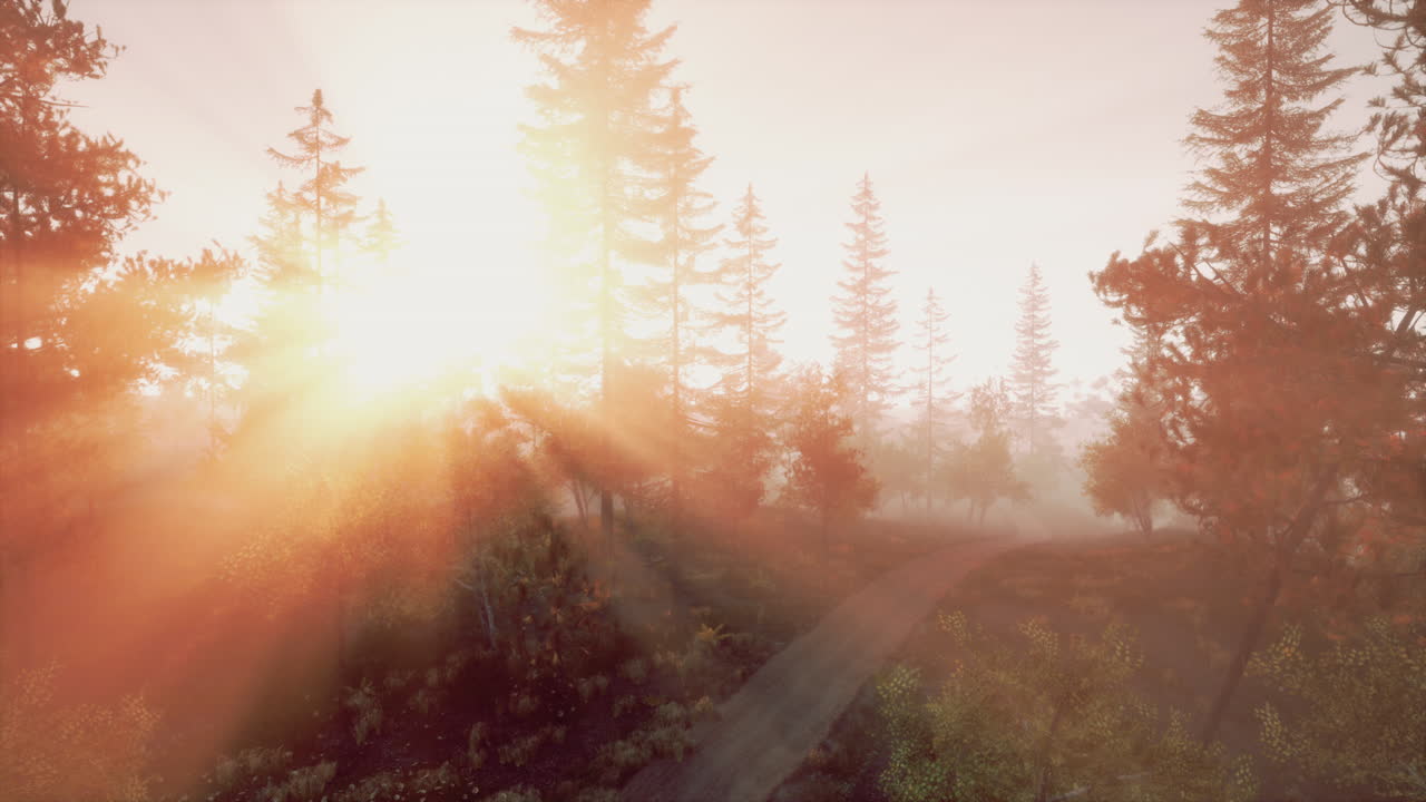 amanecer en un bosque brumoso