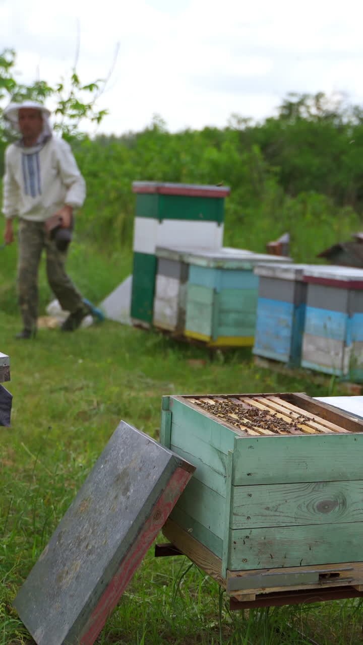 Beekeeper on apiary. Farmer is working with beehives on green nature background. Rows of wooden hives on grass. Beekeeping concept. Vertical video