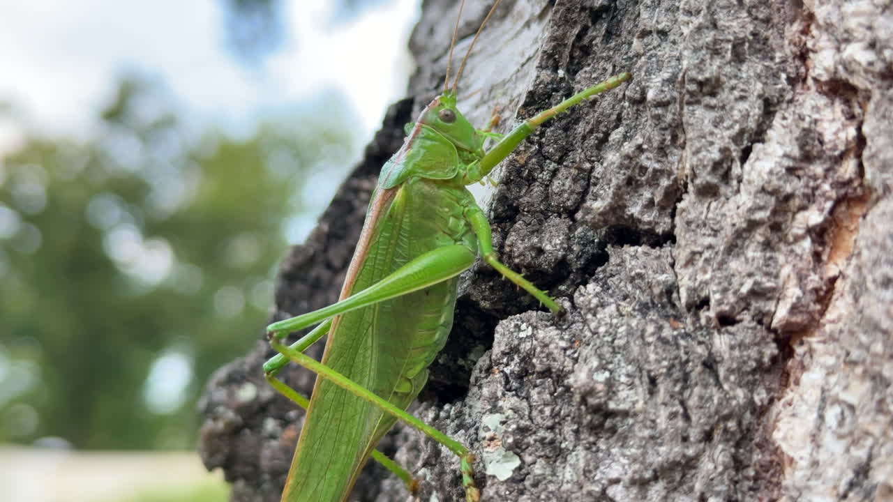 Great Green Bush-Cricket Crawling on Tree Bark - Close Up