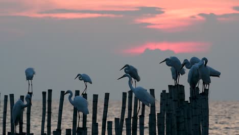 The-Great-Egret,-also-known-as-the-Common-Egret-or-the-Large-Egret