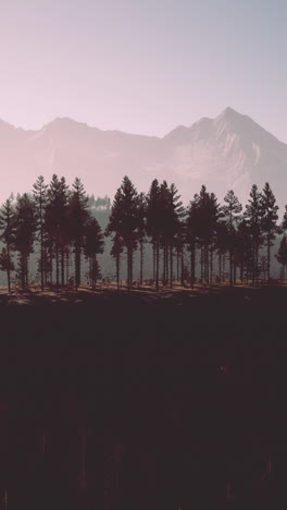 a beautiful mountain landscape with a forest of pine trees in the foreground