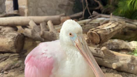 pájaro cucharón rosado de cerca nativo de américa del sur de color rosa blanco