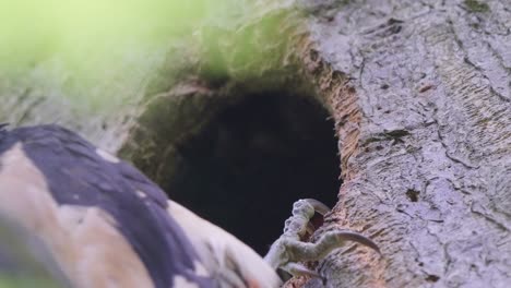 extreme-closeup-of-spotted-woodpecker-nest