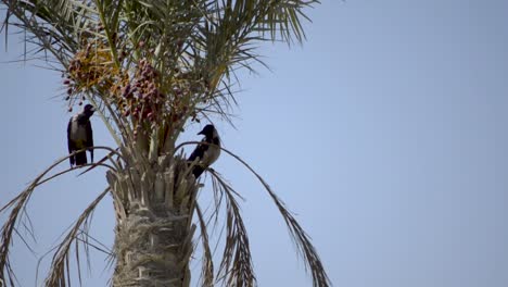 two hooded crows sitting on a date palm tree while wind moves the leaves on a hot summer day, still