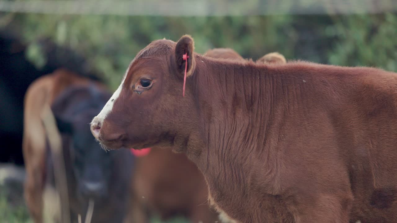 Gerakan lambat seekor sapi coklat muda berdiri di padang rumput dengan beberapa sapi lain di latar belakang