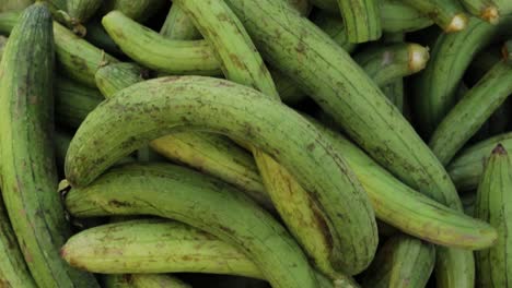 fresh-organic-sponge-gourd-from-farm-close-up-from-different-angle