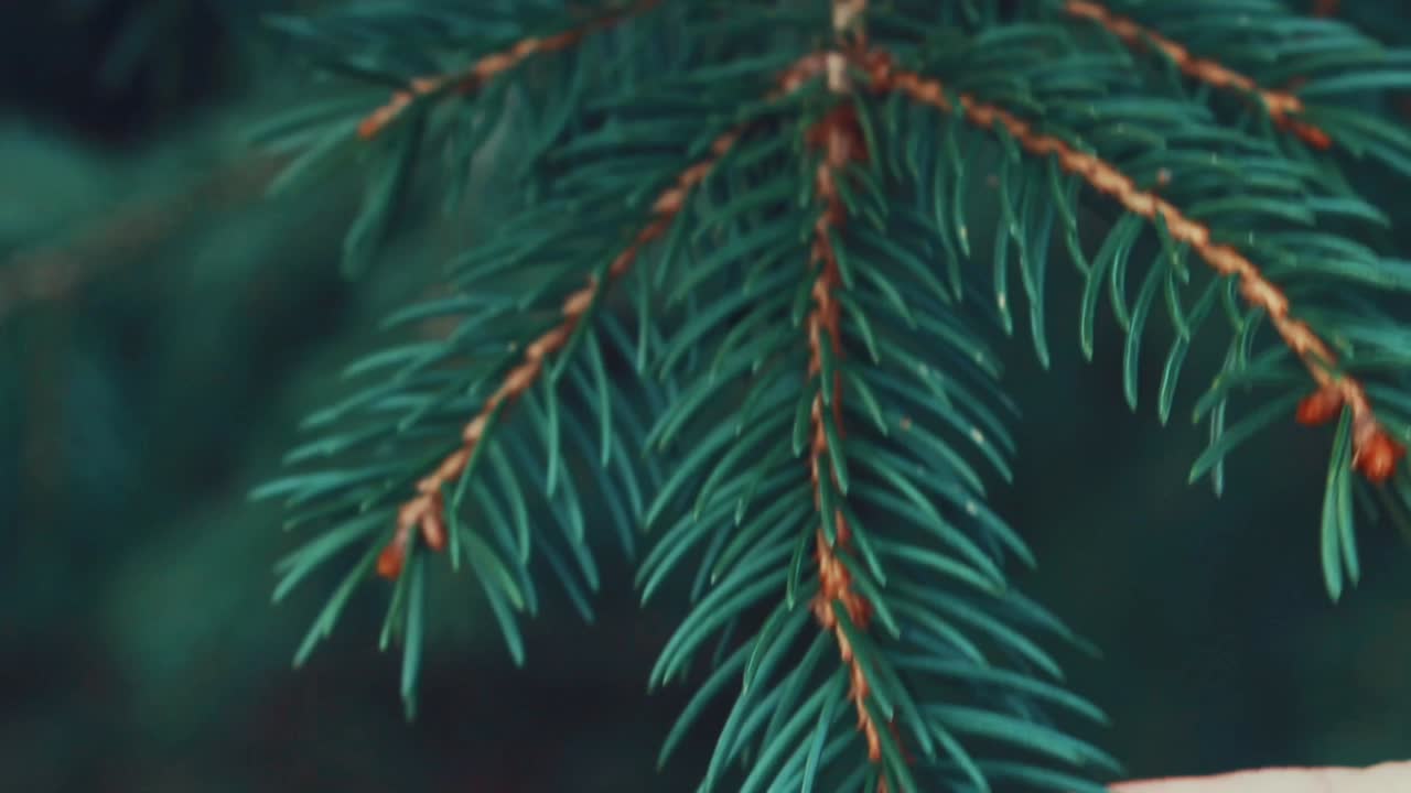 Close up, a woman hand grabs a pine branch and lets it go