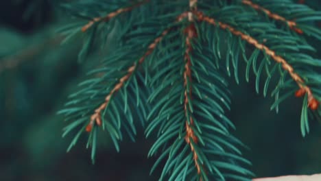 close up, a woman hand grabs a pine branch and lets it go