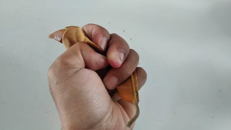 human hand squeezing old brown dry leaf on white background