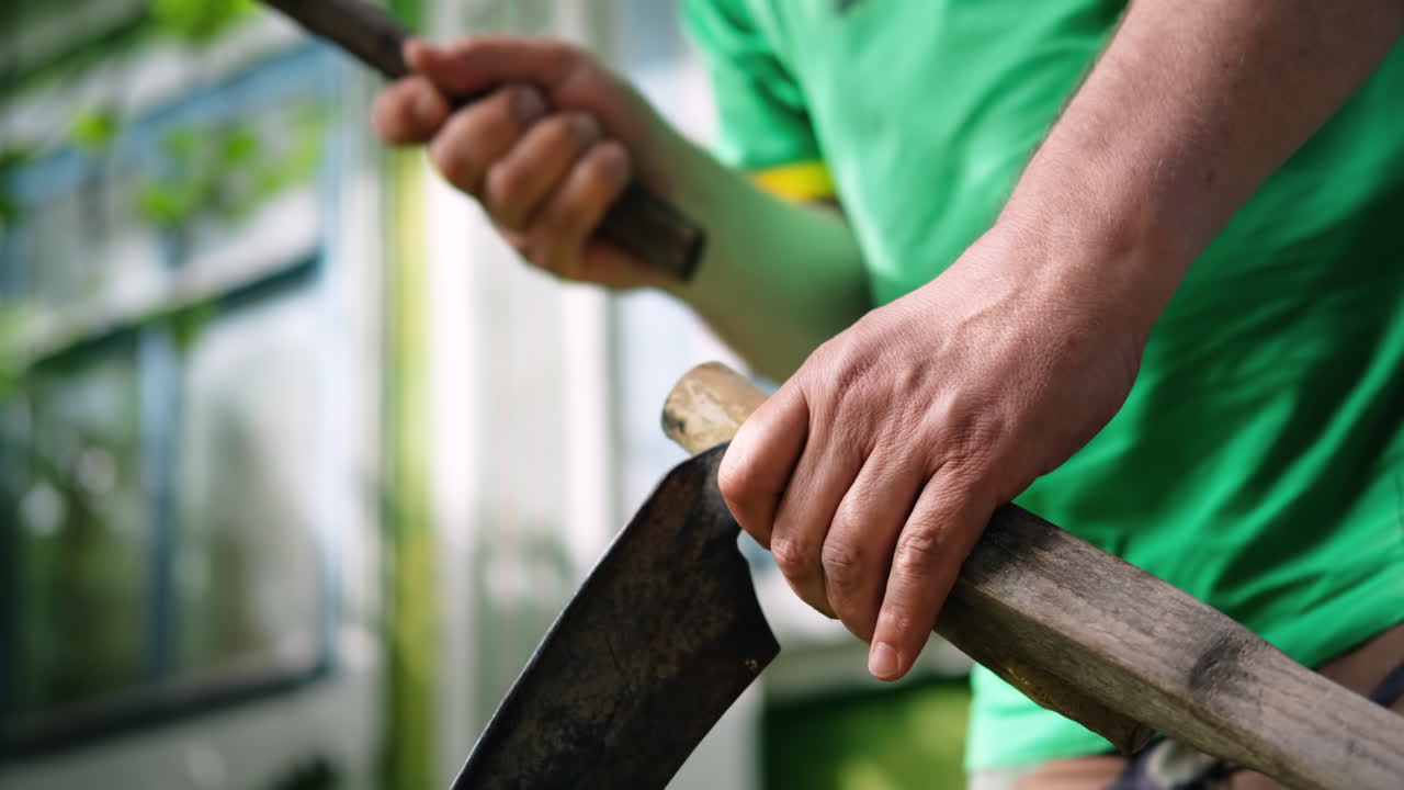 Close-up view of corn stalks in a corn field