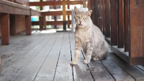 gray cat sitting on wooden porch