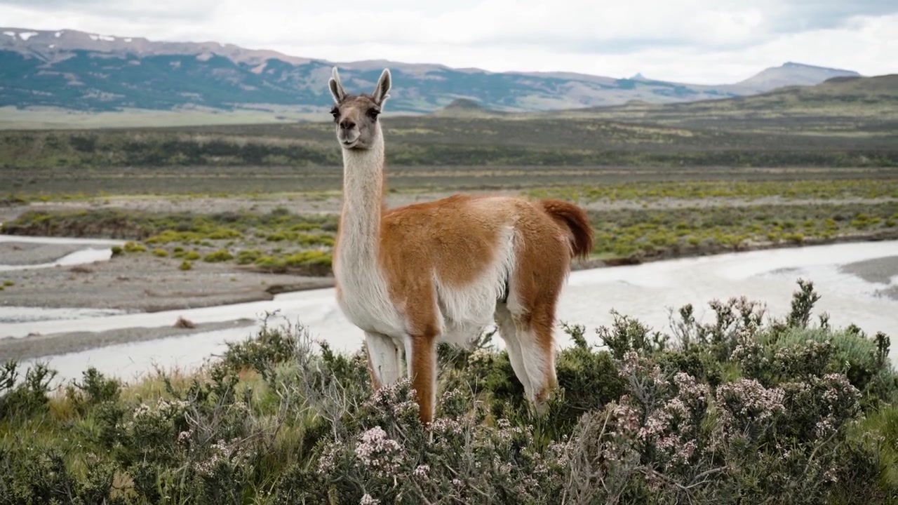 Guanaco salvaje de pie en el paisaje de la estepa patagónica con montañas y río, Chile, Sudamérica, cerca de Torre del Paine.