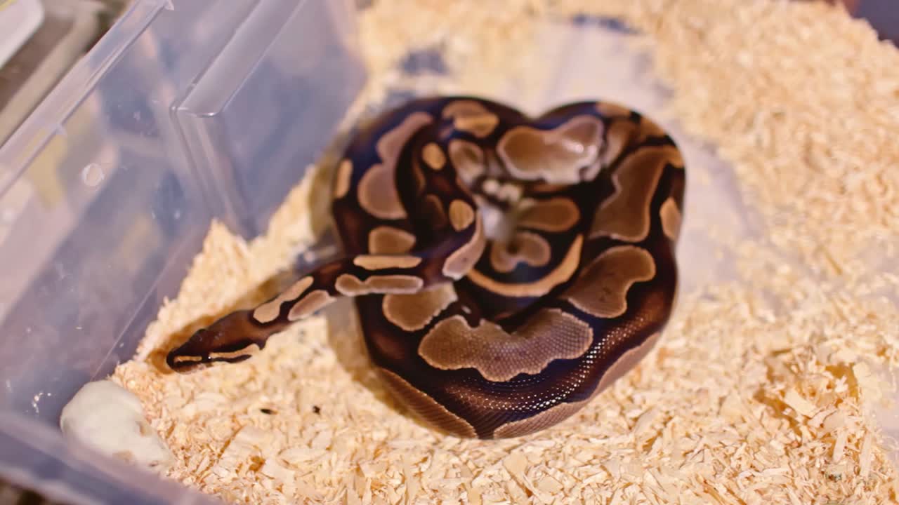 Dangerous brown snake is ready to attack a white mouse