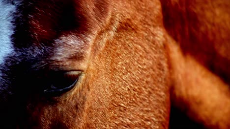 portrait of an appaloosa horse, eating outside in the sunshine, close up