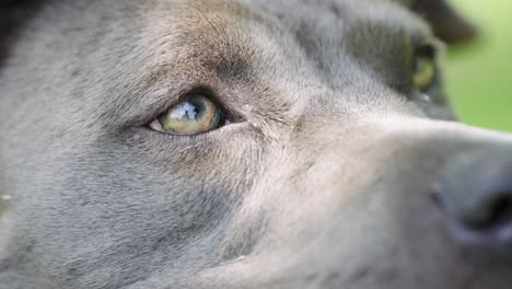 close up of gray dog with sharp hazel eyes looking off camera in slow motion