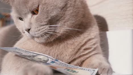 british gray domestic cat holding in paws 100 dollar bill in room. 4k. close up