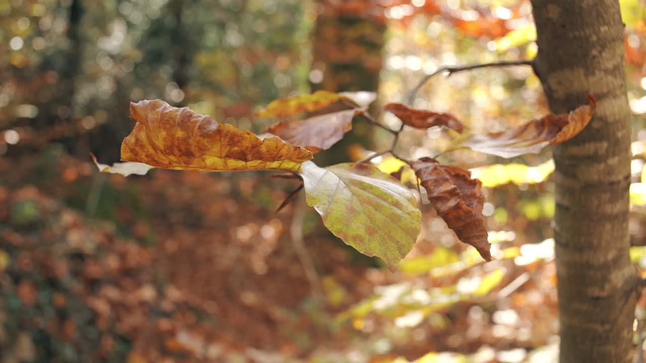Dry autumn leaves in shades of brown and yellow hanging on a tree branch with blurred forest background