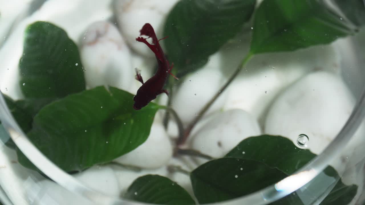 Red Betta fish in a fish bowl with plants
