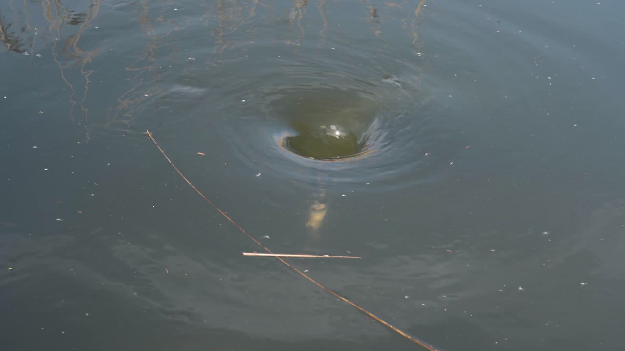 Close up view of a water vortex in the middle of a lake, vortex rotating clockwise pulling some debris into the water vortex