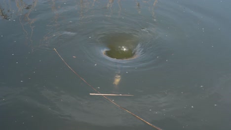 Close-up-view-of-a-water-vortex-in-the-middle-of-a-lake,-vortex-rotating-clockwise-pulling-some-debris-into-the-water-vortex