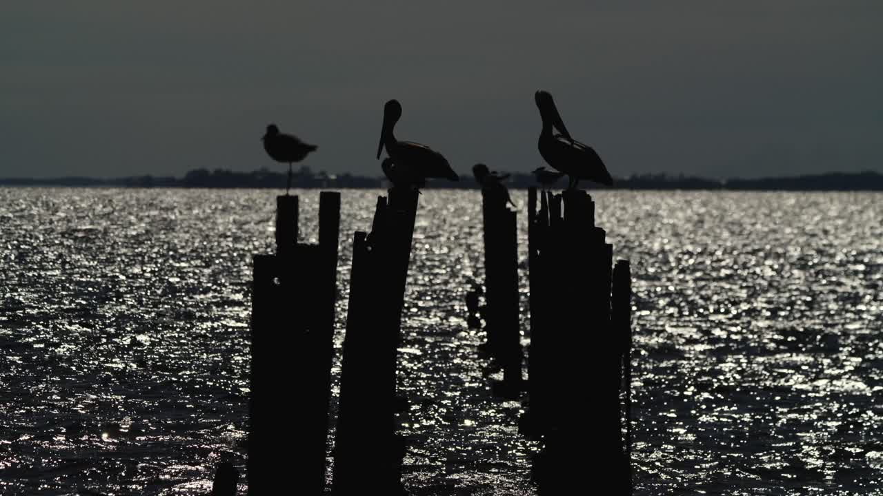 멕시코 만에서 물새의 실루