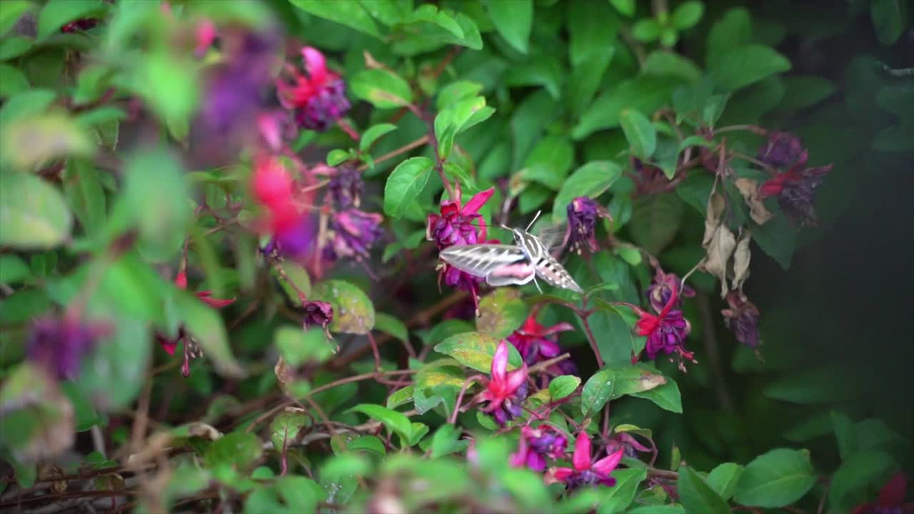 la polilla colibrí de líneas blancas recoge néctar en cámara lenta