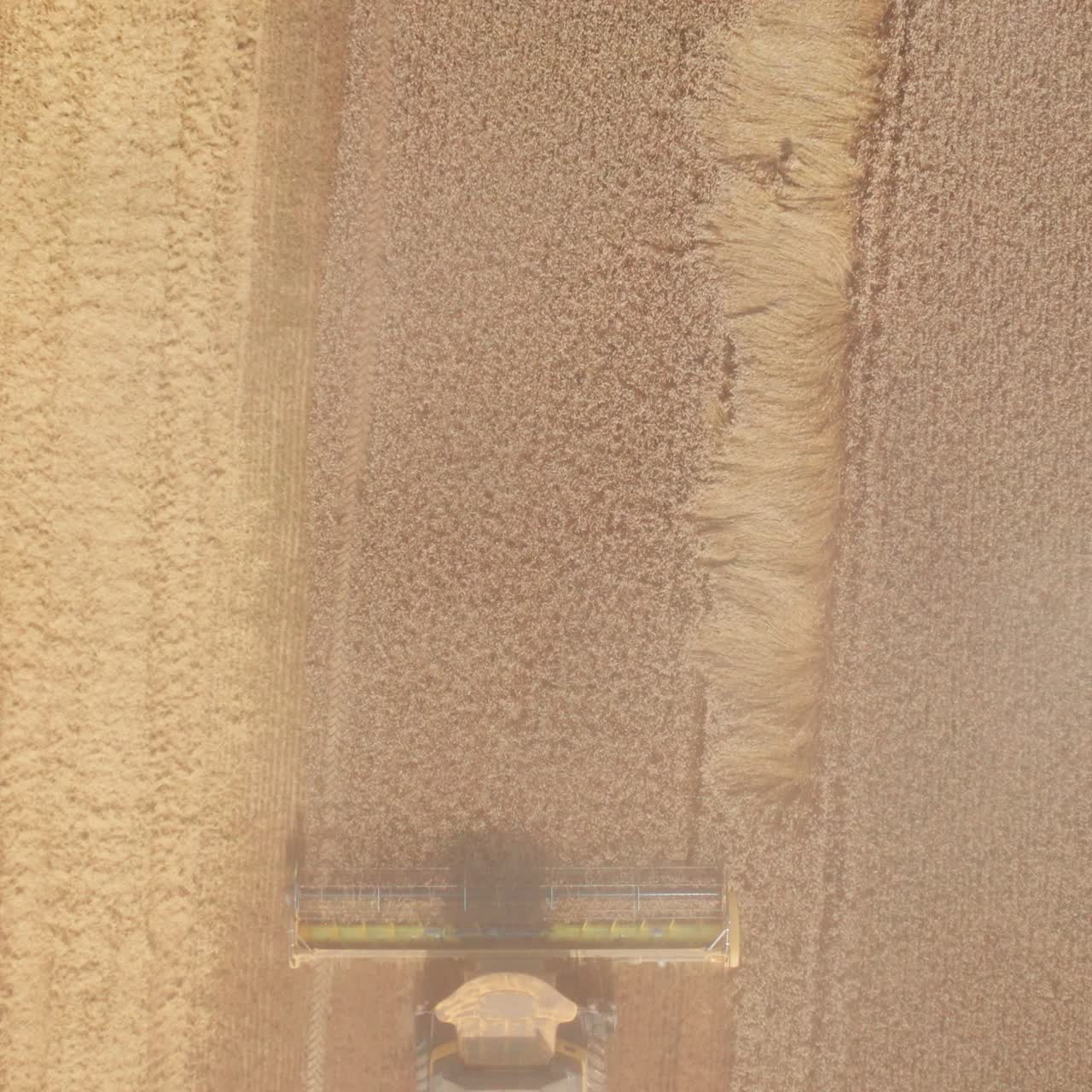 Harvester mows the dry wheat and emits clouds of dust into the air. Drone footage over the endless farmland