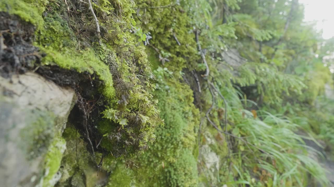 primer plano de las rocas cubiertas de musgo en un bosque