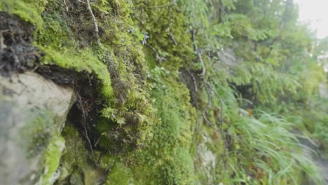 close-up of moss-covered rocks in a forest